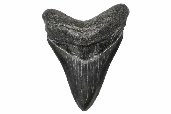 Serrated, Juvenile Megalodon Tooth - South Carolina #383757